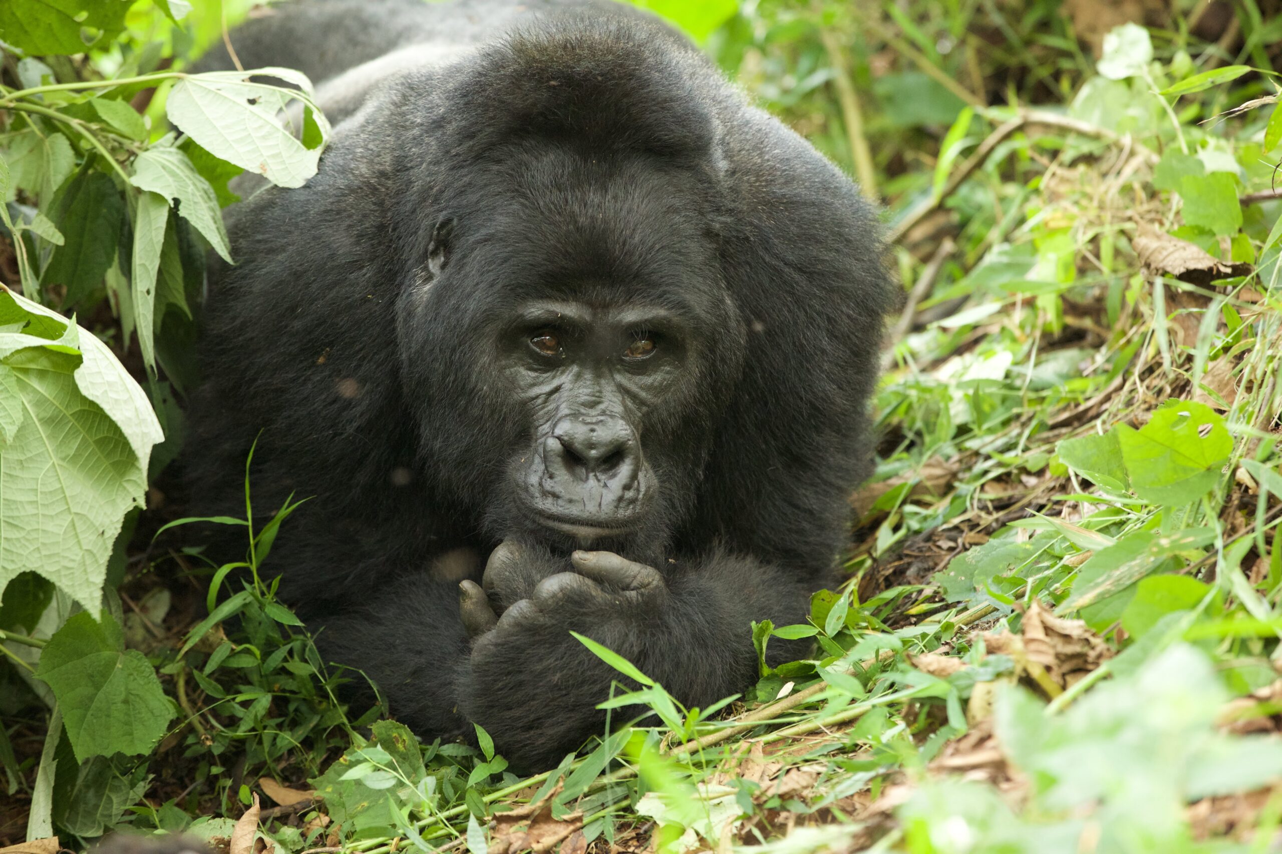 Iolo & Dewi Williams – Uganda Safari