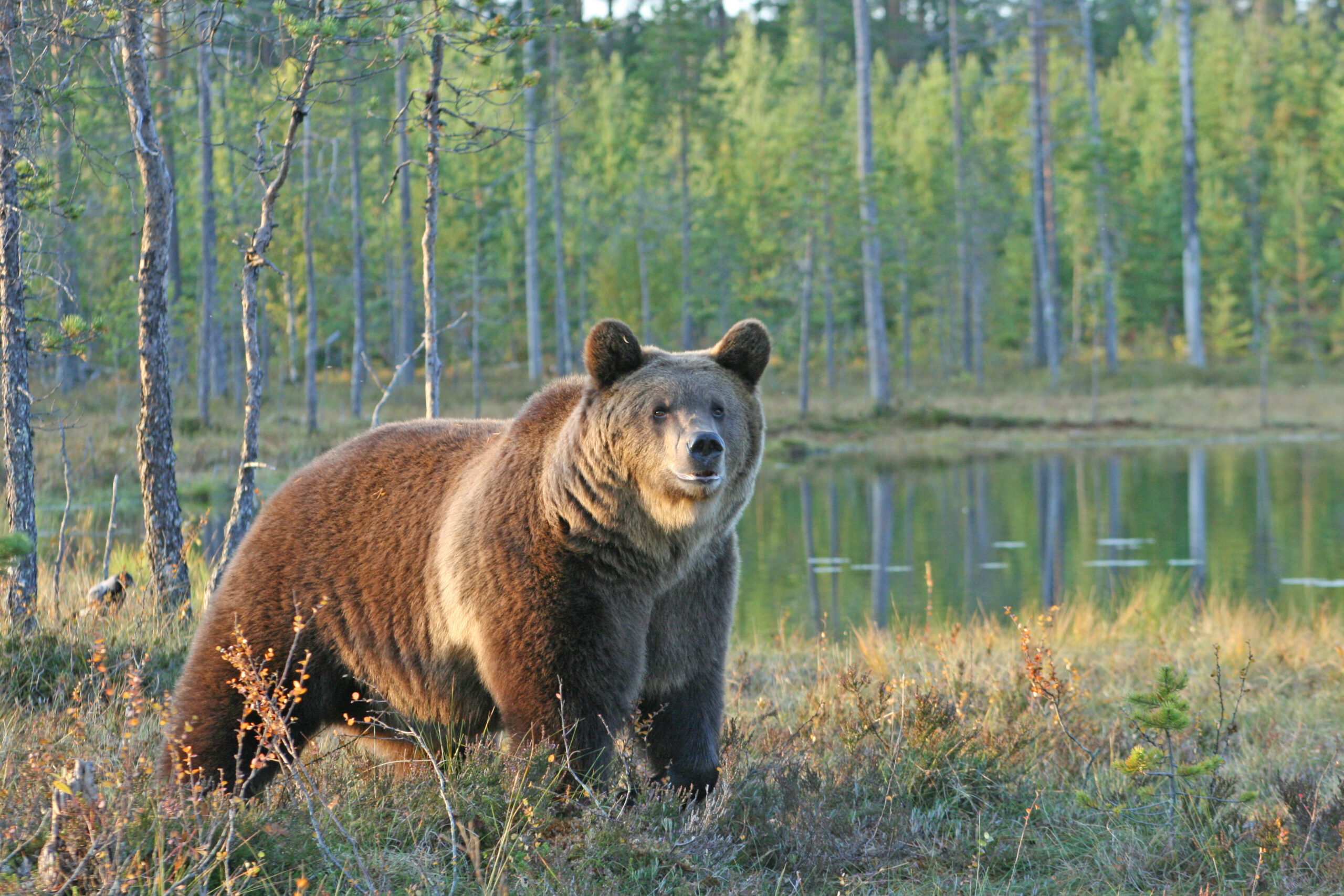 Iolo & Dewi Williams – Wild Finland